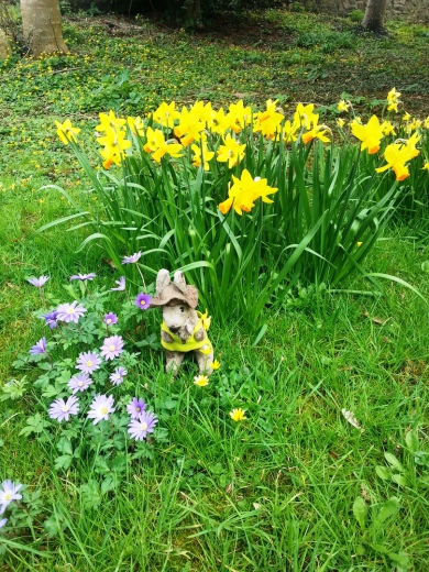 Kanga and Roo sitting in front of daffodils